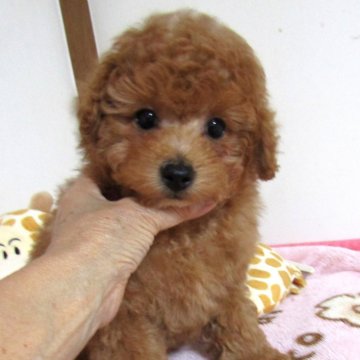 トイプードル(トイ)【千葉県・男の子・2023年11月1日・レッド】の写真「優しいお目目のモコモコ君」