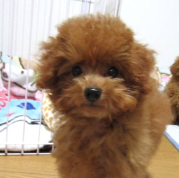 トイプードル(タイニー)【千葉県・男の子・2023年7月12日・レッド】の写真「性格の良い小ぶりタイプのイケメン君」