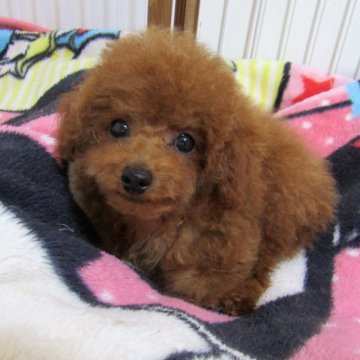 トイプードル(タイニー)【千葉県・女の子・2024年1月5日・レッド】の写真「オットリさんでクリクリお目目の美人さん」