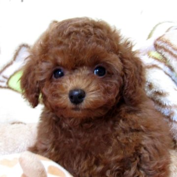 トイプードル(タイニー)【千葉県・女の子・2023年11月1日・レッド】の写真「お鼻が短く綺麗なレッド色の美人さん」