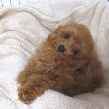 トイプードル(トイ)【千葉県・男の子・2023年11月13日・レッド】の写真「お鼻が短く性格の良いイケメン君」