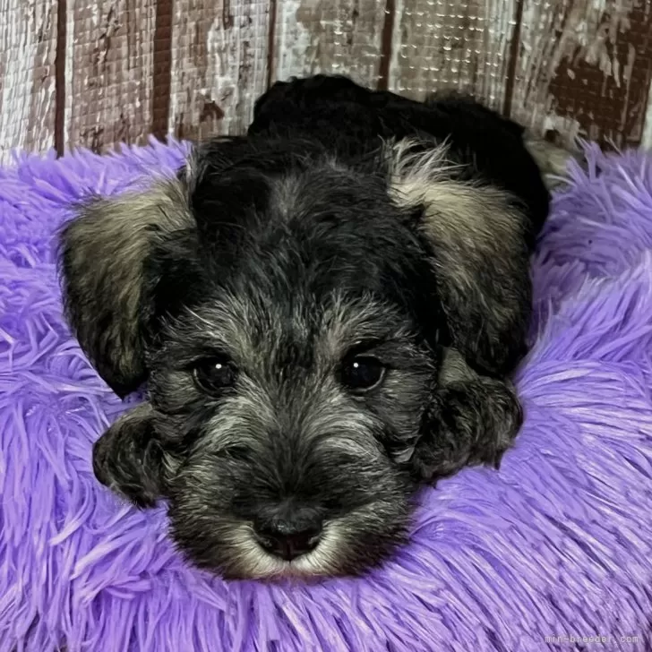 ID：2412-05696の子犬