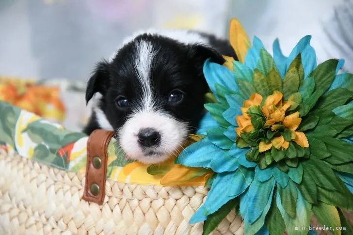 ID:1805-00212の子犬
