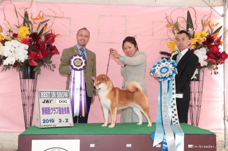 横田　幸治(よこた　こうじ)ブリーダー(茨城県・柴犬など・JKC登録)の紹介写真8