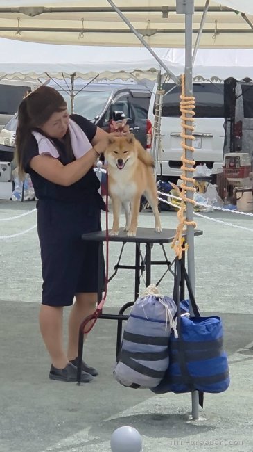横田幸治ブリーダーのブログ：華ちゃんbaby❤️ドッグショーに✨✨