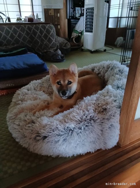 横田幸治ブリーダーのブログ：モアちゃん❤️