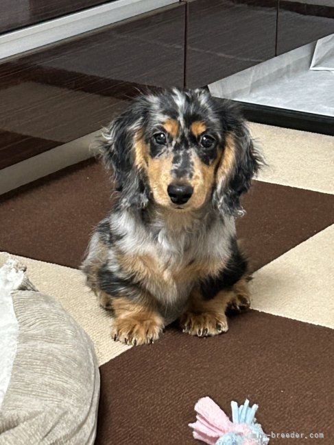 横田幸治ブリーダーのブログ：ハロちゃん💓