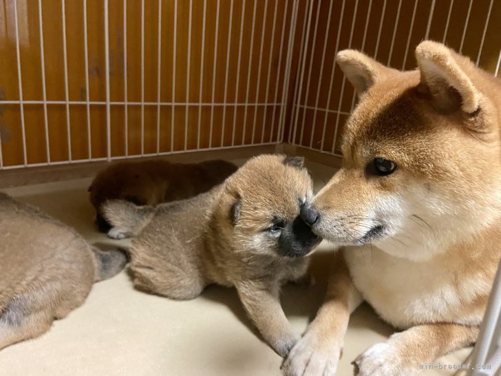 横田幸治ブリーダーのブログ：ママの見張り❣️厳重です☺️