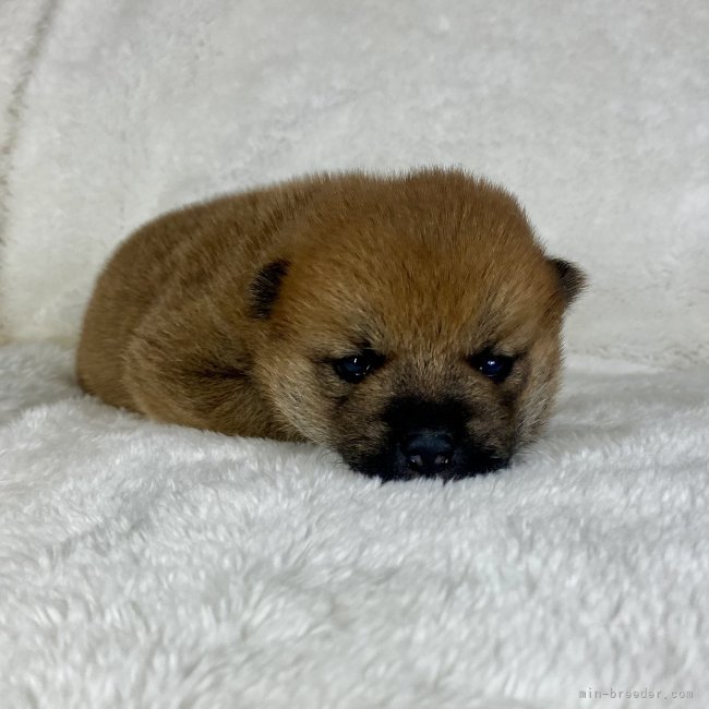 横田幸治ブリーダーのブログ：アイカbaby💕目が開き始めました😊