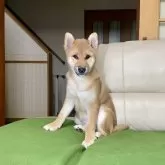 柴犬(標準サイズ)【茨城県・男の子・2024年8月2日・赤】の写真11