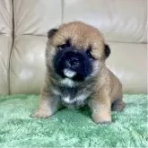 柴犬(標準サイズ)【茨城県・女の子・2025年11月1日・赤】の写真11「💓」