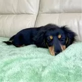 ミニチュアダックスフンド(ロング)【茨城県・女の子・2025年8月10日・ブラック&タン】の写真2「💓」