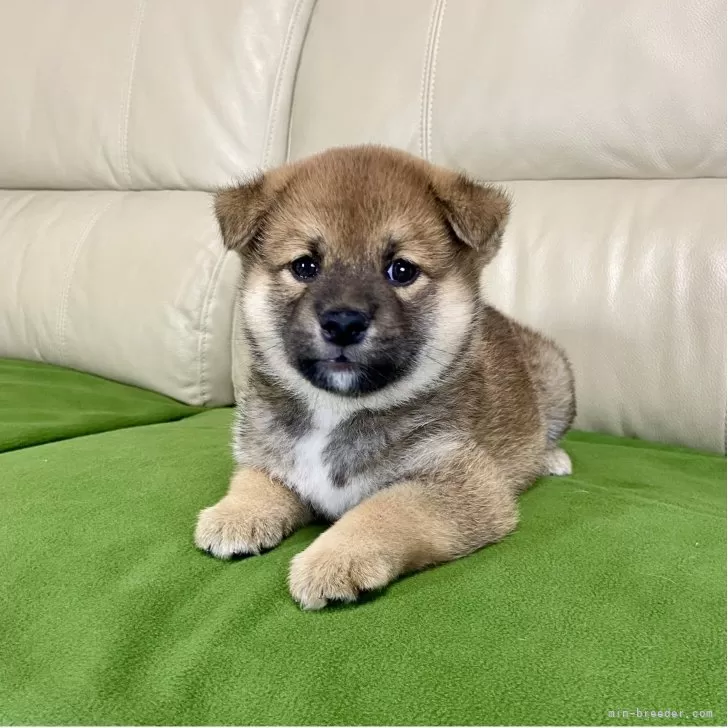 ID：2510-00068の子犬