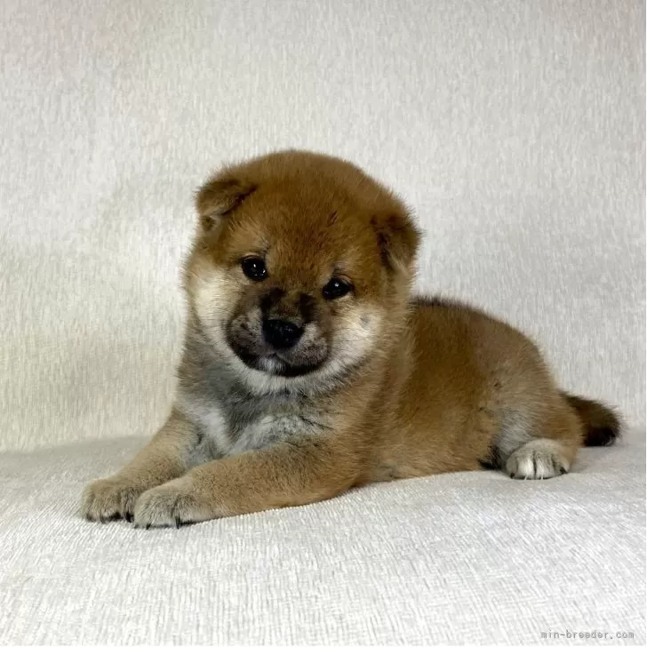 ID：2509-02877の子犬