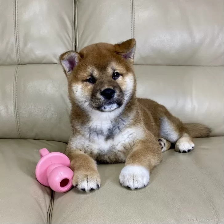 ID：2504-01107の子犬