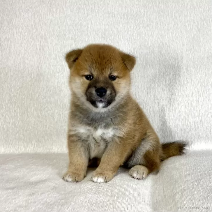 柴犬(標準サイズ)【茨城県・女の子・2025年8月26日・赤】の写真1