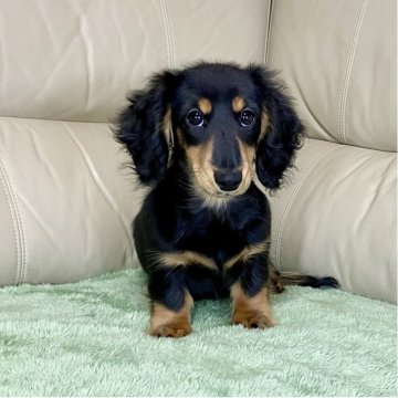 ミニチュアダックスフンド(ロング)【茨城県・女の子・2025年8月10日・ブラック&タン】の写真「パパJKCチャンピオン✨✨PRA安心です😊」