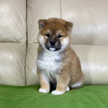 柴犬(標準サイズ)【茨城県・女の子・2025年1月29日・赤】の写真「良血統✨✨両親ＧＭ1遺伝子検査クリアです❣️」