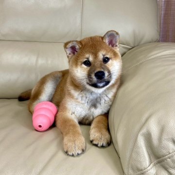 柴犬(標準サイズ)【茨城県・女の子・2025年1月29日・赤】の写真「良血統✨✨両親ＧＭ1遺伝子検査クリアです❗️」