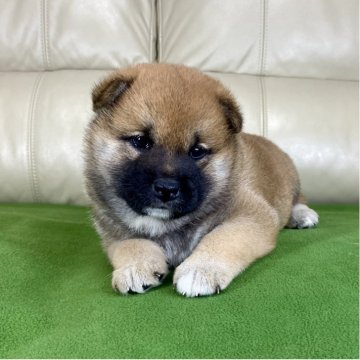 柴犬(標準サイズ)【茨城県・女の子・2025年11月1日・赤】の写真「両親共に良血統✨✨GM1遺伝子検査クリア❗️」