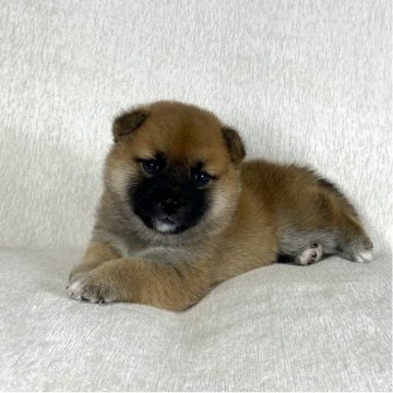 柴犬(標準サイズ)【茨城県・女の子・2025年8月15日・赤】の写真「ママはインターナショナルチャンピオン✨両親良血統❗」