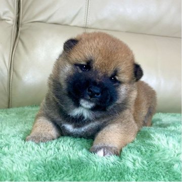 柴犬(標準サイズ)【茨城県・女の子・2025年11月1日・赤】の写真「両親共に良血統✨✨GM1遺伝子検査クリア❗️」