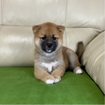 柴犬(標準サイズ)【茨城県・男の子・2025年9月5日・赤】の写真「両親JKCチャンピオン✨✨かわいい男の子💕」