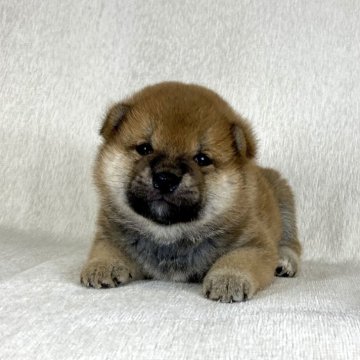柴犬(標準サイズ)【茨城県・男の子・2025年8月22日・赤】の写真「良血統✨✨両親ＧＭ1遺伝子検査クリアです！」