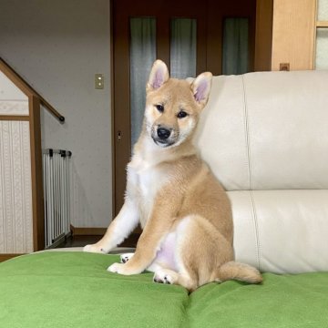 柴犬(標準サイズ)【茨城県・男の子・2024年8月2日・赤】の写真「ママJKCチャンピオン✨両親遺伝子検査クリア💕」