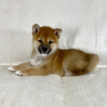 柴犬(標準サイズ)【茨城県・男の子・2025年8月26日・赤】の写真「ママJKCチャンピオン✨両親良血統です❗️」