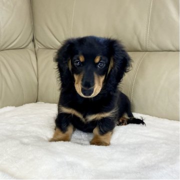 ミニチュアダックスフンド(ロング)【茨城県・女の子・2025年8月10日・ブラック・タン】の写真「パパJKCチャンピオン✨✨PRA安心です❗️」