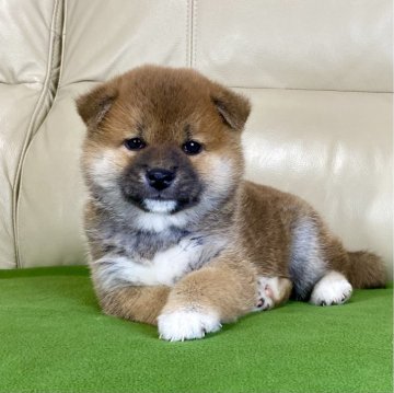 柴犬(標準サイズ)【茨城県・男の子・2025年11月1日・赤】の写真「両親共に良血統✨✨GM1遺伝子検査クリア❗️」
