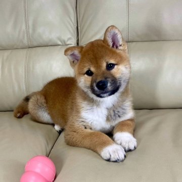 柴犬(標準サイズ)【茨城県・男の子・2025年1月28日・赤】の写真「ママインターナショナルチャンピオン✨✨良血統❗️」