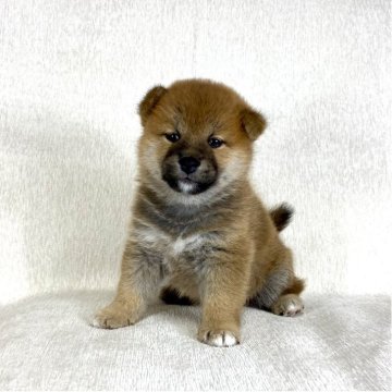 柴犬(標準サイズ)【茨城県・女の子・2025年8月26日・赤】の写真「ママJKCチャンピオン✨両親良血統です❗️」