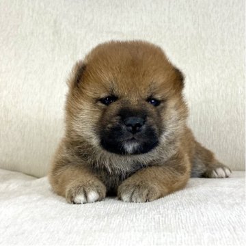 柴犬(標準サイズ)【茨城県・男の子・2025年11月21日・赤】の写真「ママインターナショナルチャンピオン✨両親良血統❗️」