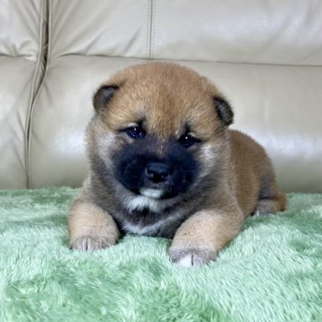 柴犬(標準サイズ)【茨城県・女の子・2025年11月1日・赤】の写真「両親共に良血統✨✨GM1遺伝子検査クリア❣️」