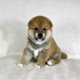 柴犬(標準サイズ)