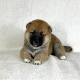 柴犬(標準サイズ)