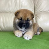 柴犬(標準サイズ)