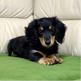 ミニチュアダックスフンド(ロング)