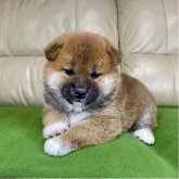 柴犬(標準サイズ)