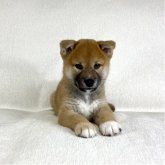 柴犬(標準サイズ)