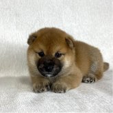 柴犬(標準サイズ)