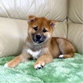 柴犬(標準サイズ)