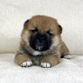 柴犬(標準サイズ)