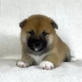 柴犬(標準サイズ)