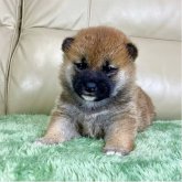 柴犬(標準サイズ)