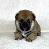 柴犬(標準サイズ)