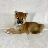 柴犬(標準サイズ)