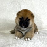 柴犬(標準サイズ)